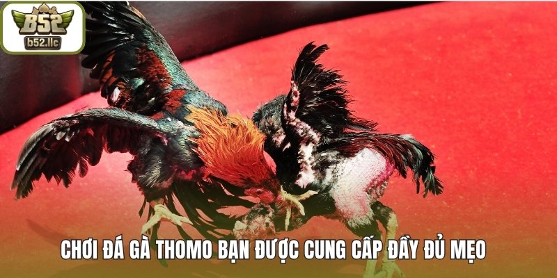 Chơi Đá gà thomo bạn được cung cấp đầy đủ mẹo cá cược 