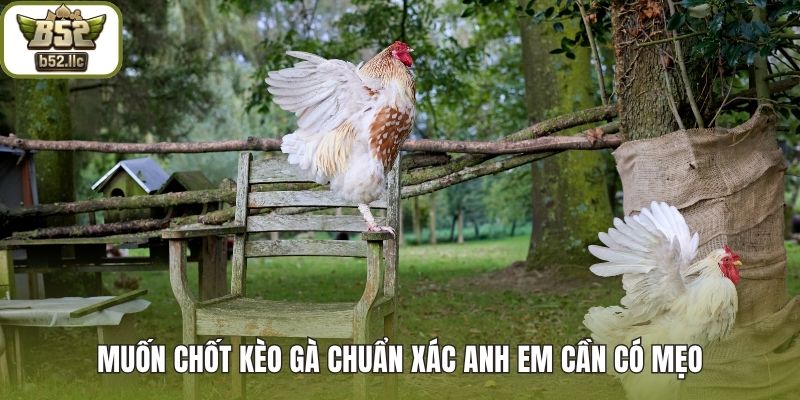 Muốn chốt kèo gà chuẩn xác anh em cần có mẹo
