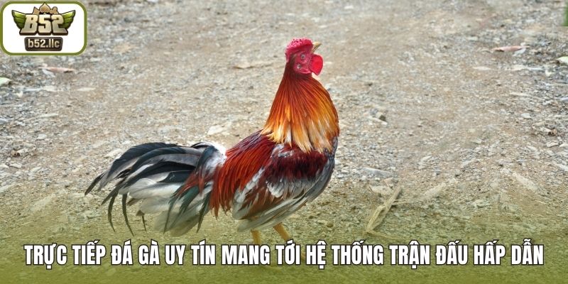Trực tiếp đá gà uy tín mang tới hệ thống trận đấu hấp dẫn